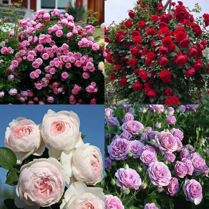 🌸 Rare Rosa Eden Climbing Rose Seeds — Easy to Grow, Fragrant,  Perennial Blooms