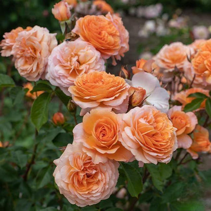 🌸 Rare Rosa Eden Climbing Rose Seeds — Easy to Grow, Fragrant,  Perennial Blooms