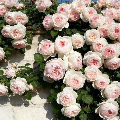 🌸 Rare Rosa Eden Climbing Rose Seeds — Easy to Grow, Fragrant,  Perennial Blooms