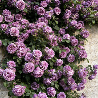 🌸 Rare Rosa Eden Climbing Rose Seeds — Easy to Grow, Fragrant,  Perennial Blooms