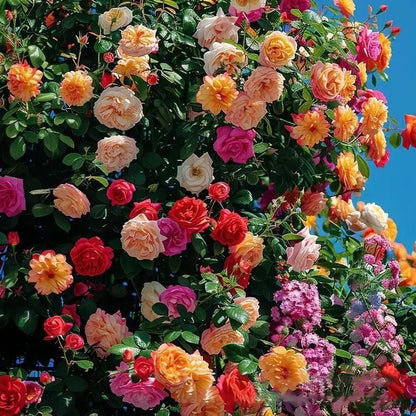 🌸 Rare Rosa Eden Climbing Rose Seeds — Easy to Grow, Fragrant,  Perennial Blooms