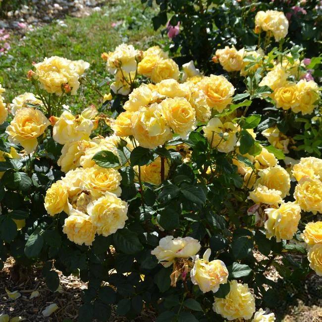 🌸 Rare Rosa Eden Climbing Rose Seeds — Easy to Grow, Fragrant,  Perennial Blooms