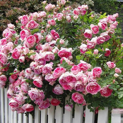 🌸 Rare Rosa Eden Climbing Rose Seeds — Easy to Grow, Fragrant,  Perennial Blooms