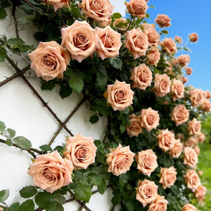 🌸 Rare Rosa Eden Climbing Rose Seeds — Easy to Grow, Fragrant,  Perennial Blooms