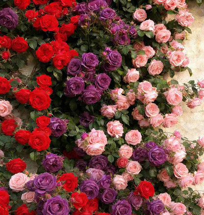 🌸 Rare Rosa Eden Climbing Rose Seeds — Easy to Grow, Fragrant, Perennial Blooms