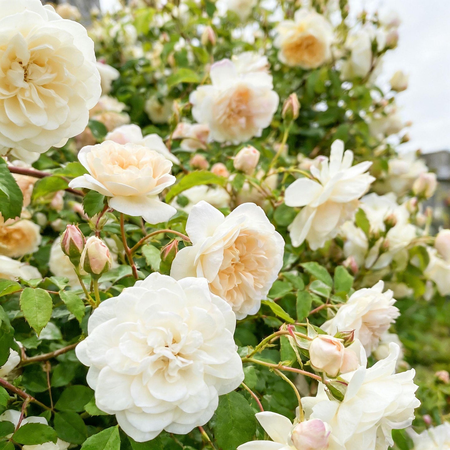 🌸 Rare Rosa Eden Climbing Rose Seeds — Easy to Grow, Fragrant,  Perennial Blooms