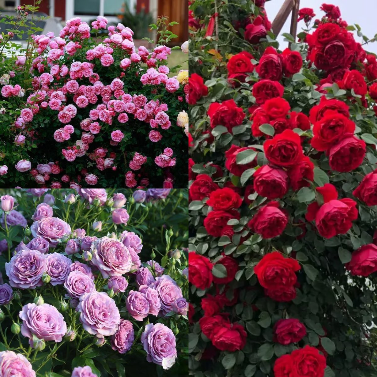 🌸 Rare Rosa Eden Climbing Rose Seeds — Easy to Grow, Fragrant,  Perennial Blooms