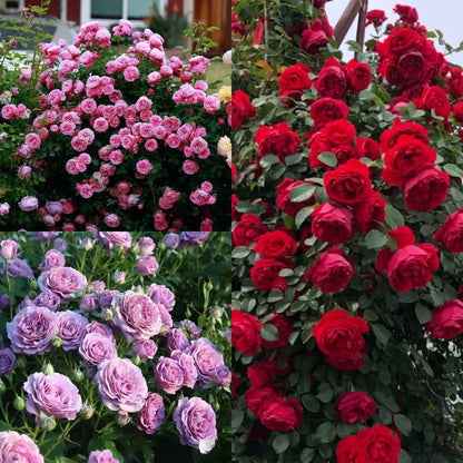 🌸 Rare Rosa Eden Climbing Rose Seeds — Easy to Grow, Fragrant,  Perennial Blooms