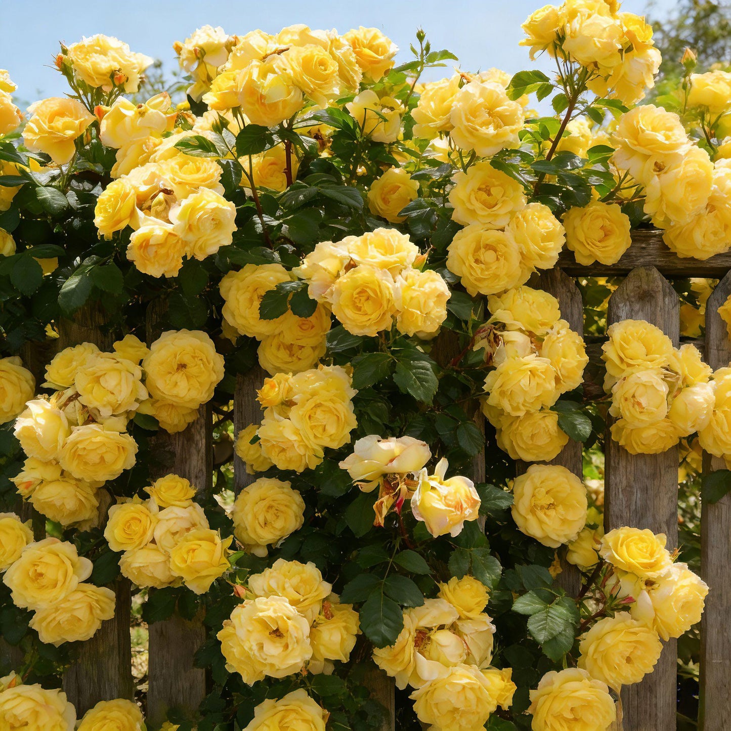 🌸 Rare Rosa Eden Climbing Rose Seeds — Easy to Grow, Fragrant,  Perennial Blooms