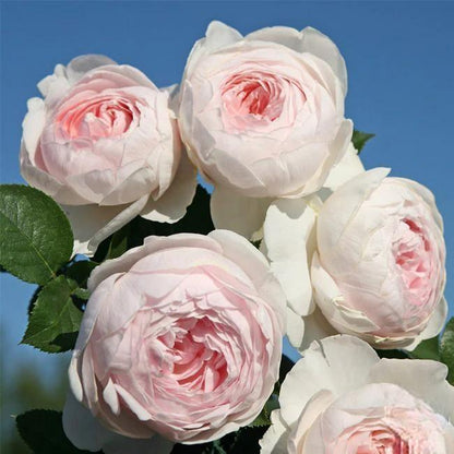 🌸 Rare Rosa Eden Climbing Rose Seeds — Easy to Grow, Fragrant,  Perennial Blooms