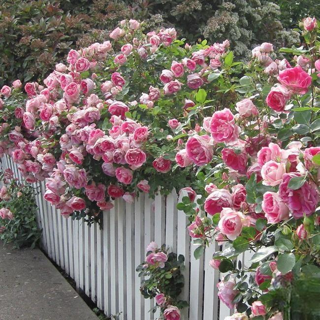 🌸 Rare Rosa Eden Climbing Rose Seeds — Easy to Grow, Fragrant,  Perennial Blooms