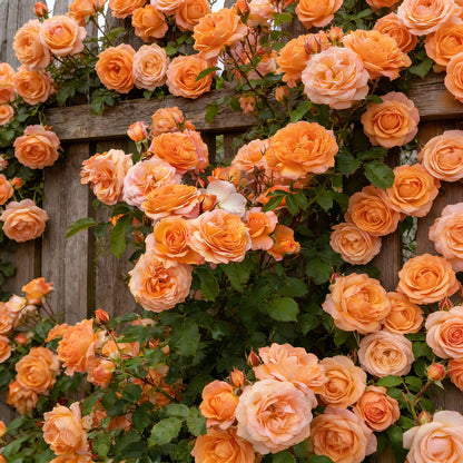 🌸 Rare Rosa Eden Climbing Rose Seeds — Easy to Grow, Fragrant,  Perennial Blooms
