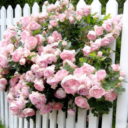 🌸 Rare Rosa Eden Climbing Rose Seeds — Easy to Grow, Fragrant,  Perennial Blooms