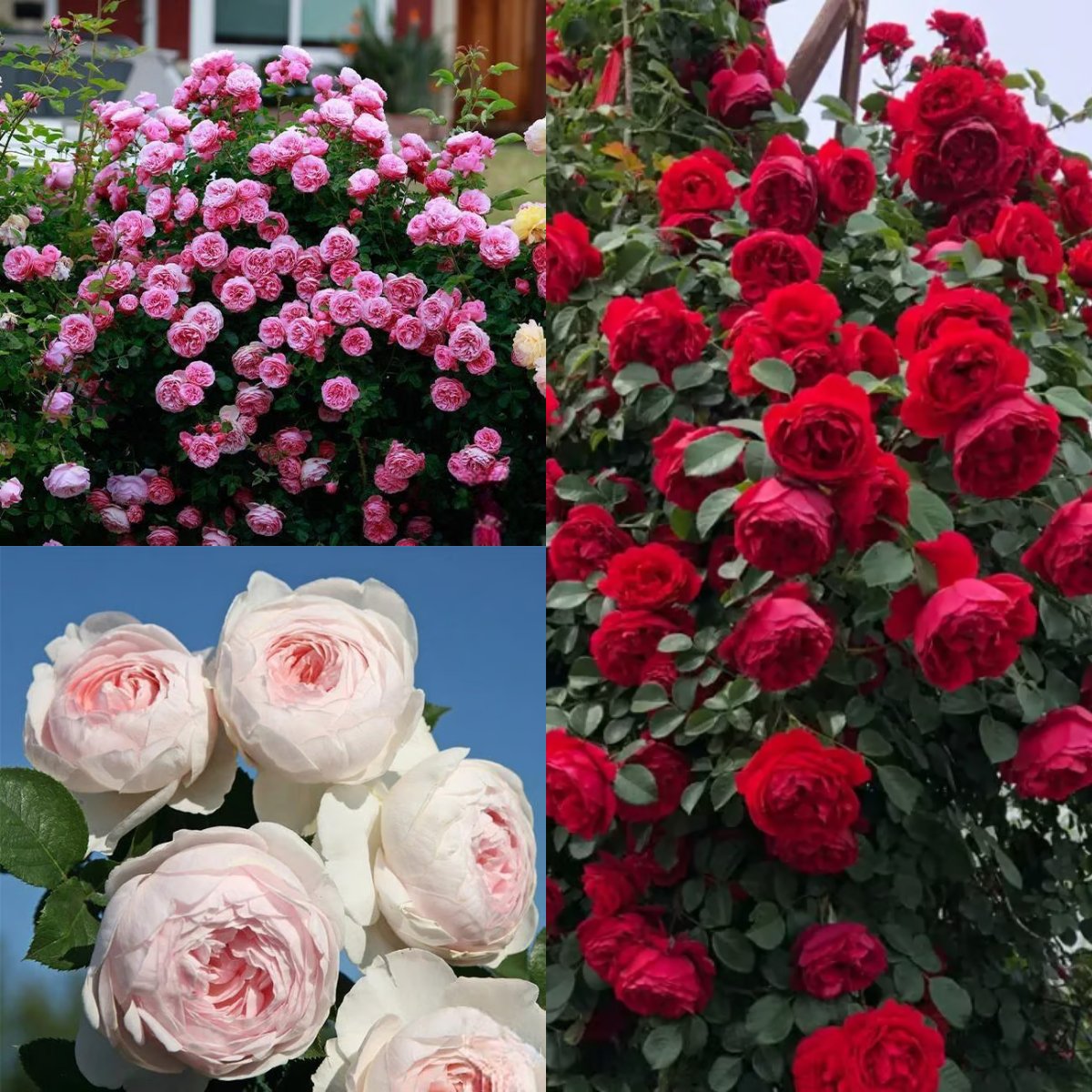 🌸 Rare Rosa Eden Climbing Rose Seeds — Easy to Grow, Fragrant,  Perennial Blooms