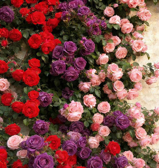 🌸 Rare Rosa Eden Climbing Rose Seeds — Easy to Grow, Fragrant,  Perennial Blooms