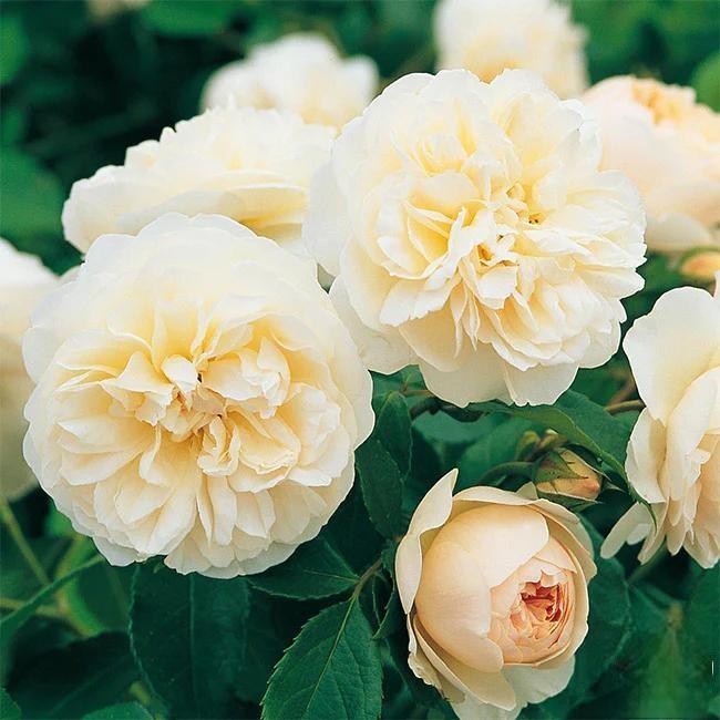 🌸 Rare Rosa Eden Climbing Rose Seeds — Easy to Grow, Fragrant,  Perennial Blooms