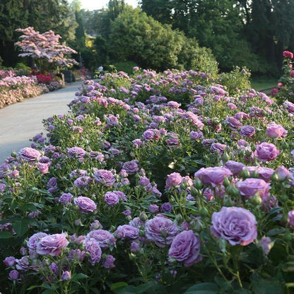 🌸 Rare Rosa Eden Climbing Rose Seeds — Easy to Grow, Fragrant,  Perennial Blooms