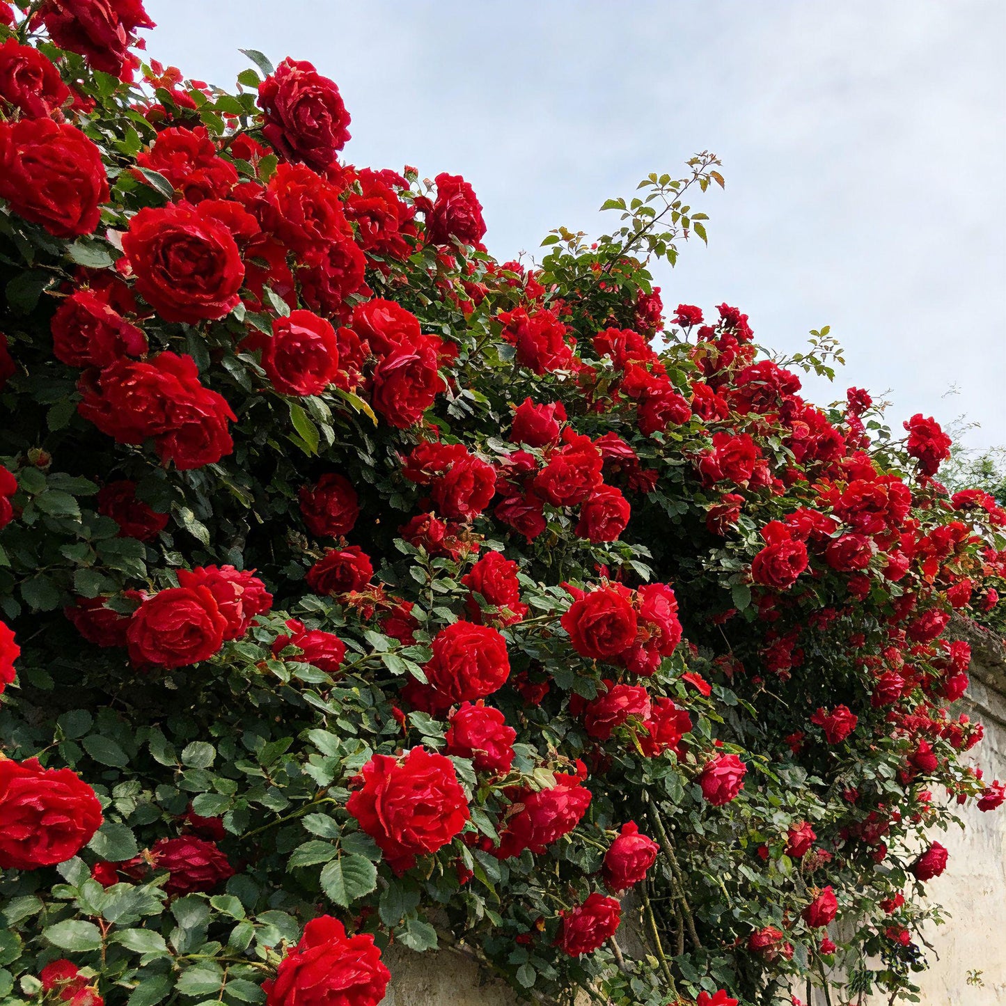 🌸 Rare Rosa Eden Climbing Rose Seeds — Easy to Grow, Fragrant,  Perennial Blooms