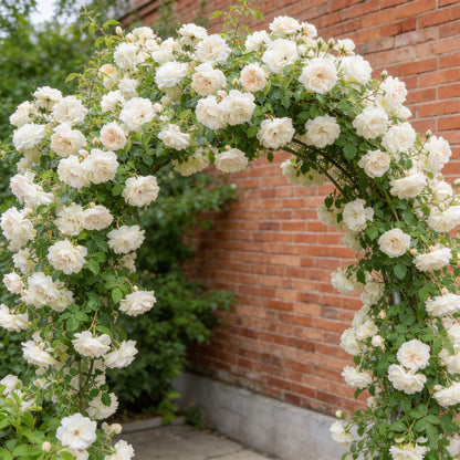 🌸 Rare Rosa Eden Climbing Rose Seeds — Easy to Grow, Fragrant,  Perennial Blooms