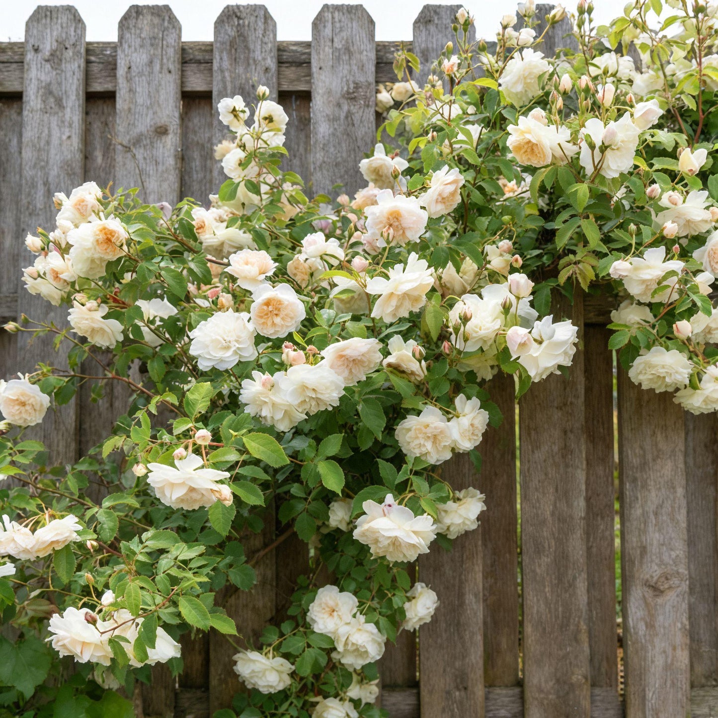 🌸 Rare Rosa Eden Climbing Rose Seeds — Easy to Grow, Fragrant, Perennial Blooms