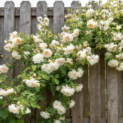 🌸 Rare Rosa Eden Climbing Rose Seeds — Easy to Grow, Fragrant, Perennial Blooms