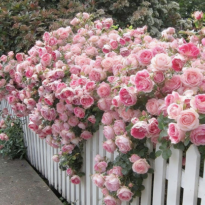 🌸 Rare Rosa Eden Climbing Rose Seeds — Easy to Grow, Fragrant, Perennial Blooms