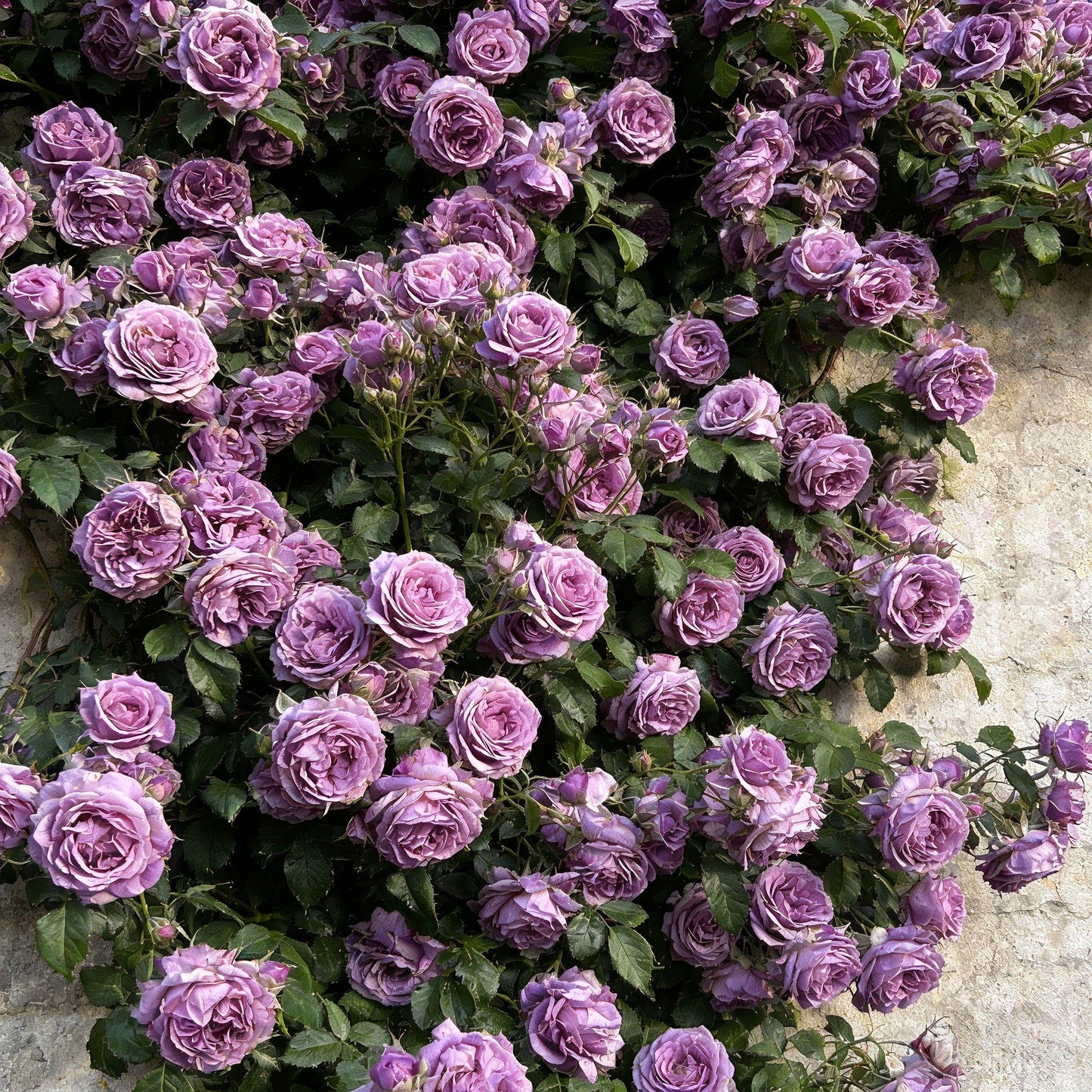 🌸 Rare Rosa Eden Climbing Rose Seeds — Easy to Grow, Fragrant, Perennial Blooms