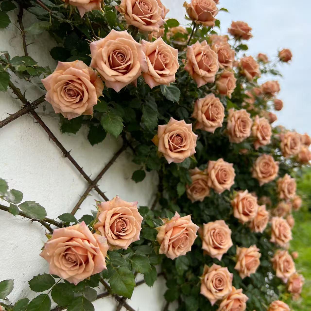 🌸 Rare Rosa Eden Climbing Rose Seeds — Easy to Grow, Fragrant, Perennial Blooms