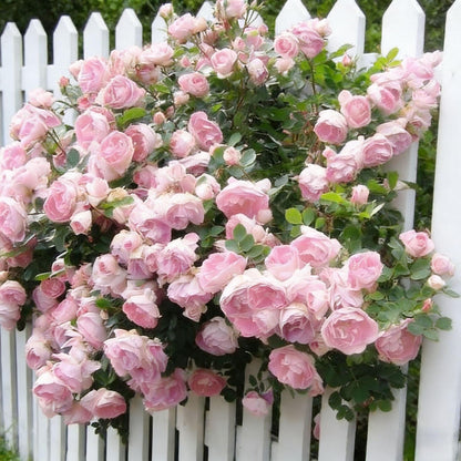 🌸 Rare Rosa Eden Climbing Rose Seeds — Easy to Grow, Fragrant, Perennial Blooms