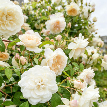 🌸 Rare Rosa Eden Climbing Rose Seeds — Easy to Grow, Fragrant, Perennial Blooms